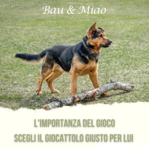 Bau & Miao Pet Shop E Toelette - il meglio a Latina 10