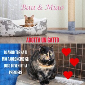 Bau & Miao Pet Shop E Toelette - il meglio a Latina 13