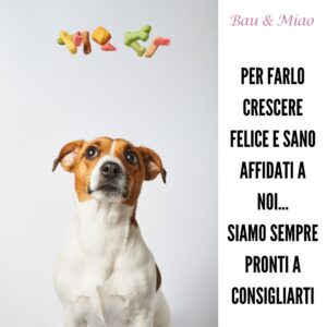 Bau & Miao Pet Shop E Toelette - il meglio a Latina 4