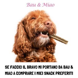 Bau & Miao Pet Shop E Toelette - il meglio a Latina 6