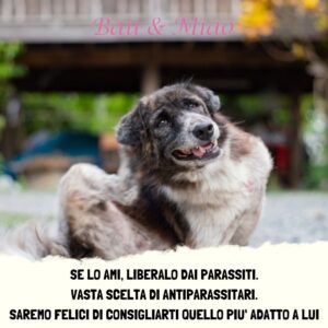 Bau & Miao Pet Shop E Toelette - il meglio a Latina 7