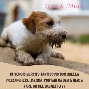 Bau & Miao Pet Shop E Toelette - il meglio a Latina 8