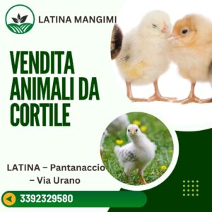 Latina mangimi il meglio a Latina 15