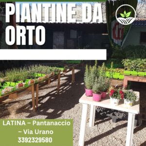 Latina mangimi il meglio a Latina 17