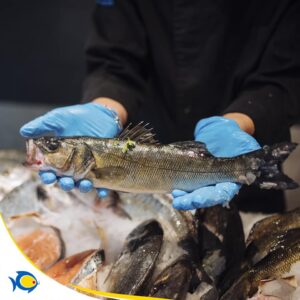 Pescheria Pacifico Adolfo Morbella il meglio a Latina 5