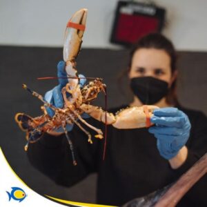 Pescheria Pacifico Adolfo Morbella il meglio a Latina 8