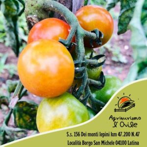 Agriturismo l’ovile Il Meglio a Latina 16