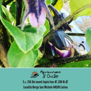 Agriturismo l’ovile Il Meglio a Latina 9